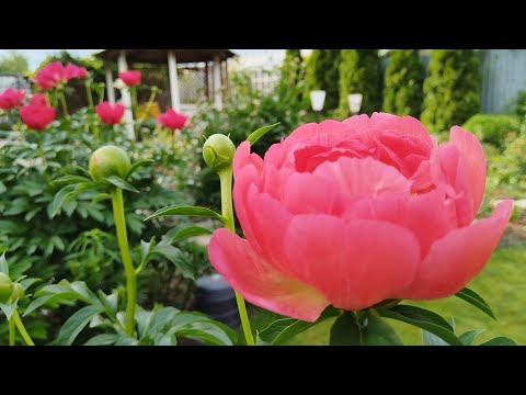 Видео: Лето,пионы,розы,бутоны 🌹💓🥰