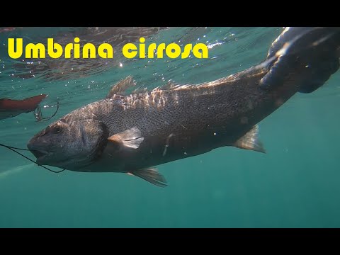 Видео: Морски врани и минокоп (Umbrina cirrosa) през Август 2021 (Подводен Риболов в Черно Море)
