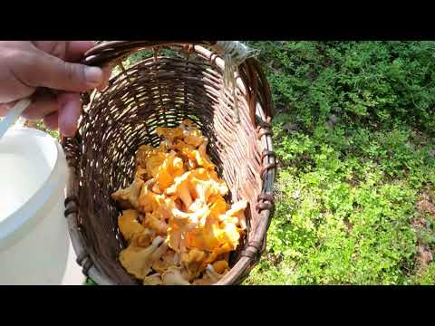 Видео: Грибная разведка 22 июля 2022г. Приозерский район