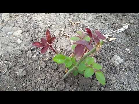 Видео: Черенки Роз. Где оставить зимовать ⁉️