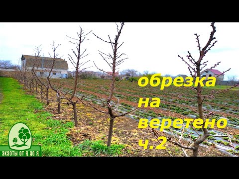 Видео: Обрезка персика на ВЕРЕТЕНО