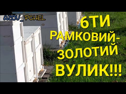 Видео: Майбутнє у бджільництві за 6ти рамковими вуликами. #пчеловодствов6тирамочныхульях