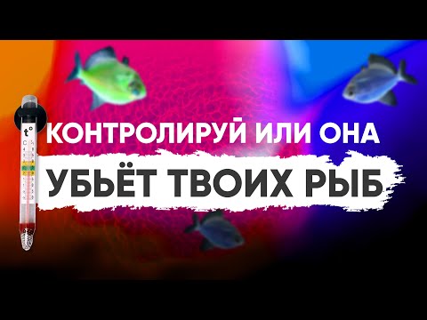 Видео: Основные параметры воды в аквариуме - температура