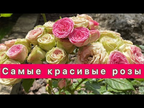 Видео: Самые красивые розы моего сада