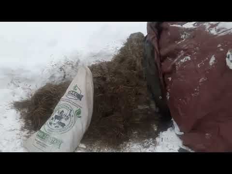 Видео: Про сенаж в лпх