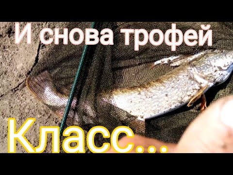 Видео: И снова трофей. Рыбалка на живца. Алтайский край. Река Чумыш.