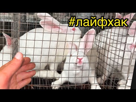 Видео: #Ферма кроликів / лайфхак з клітками для збільшення приростів