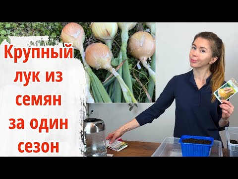 Видео: Начинаю посев лука на рассаду. Крупный лук из семян за один сезон