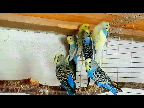 Видео: Волнистые попугайчики готовятся выбирать домики для будущих птенчиков.Подготовка скворечника.