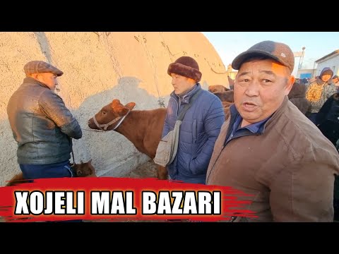 Видео: 27-НОЯБРЬ 2022/ХОЖЕЛИ МАЛ БАЗАРЫ/СКОТНЫЙ РЫНОК/BUQALAR/BIG BULLS IN THE WORLD/BIG COW/РЕКОРД БЫК