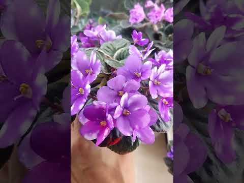 Видео: Цветущие фиалки в сентябре ❤️🌸🪷💮🏵️🌼