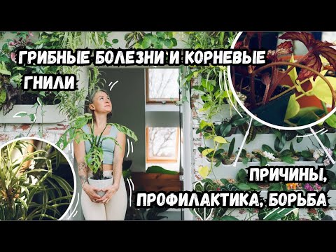 Видео: Грибные болезни растений и корневые гнили - причины возникновения, профилактика и борьба.