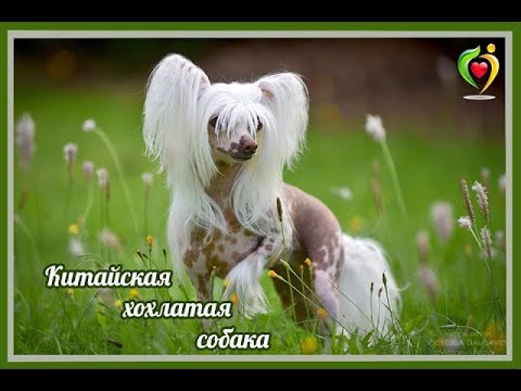 Видео: Выбираем породу. Китайская хохлатая от А до Я