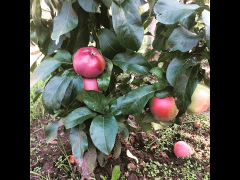 Видео: Весенняя искореняющая обработка! Опрыскиватель - настоящая УМНИЦА - аккумуляторный ОЭЛ-12!!!