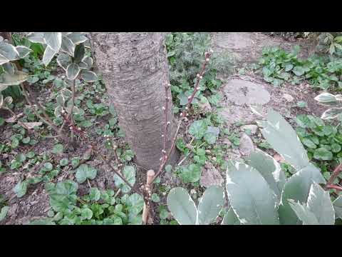 Видео: ЮЖНЫЙ,ЭКЗОТИЧЕСКИЙ САД В МАРТЕ!КАЛИНА 4 СОРТА,МОРОЗНИКИ,ПРИМУЛЫ,БЕРЕСКЛЕТЫ,🌳ОСМАНТУС,ПАДУБ,МУШМУЛА!🌳