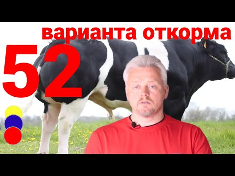 Видео: Откорм бычков - 52 варианта, выберите оптимальное решение для вашего откорма | параметры откорма