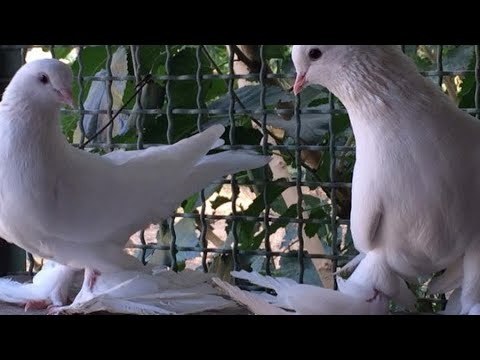 Видео: Грузинские голуби в гостях у голубеводов Сосо и его друзья Грузия Тбилиси 🇬🇪🇹🇯🤝🕊️