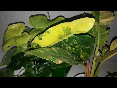 Видео: КОМНАТНЫЕ РАСТЕНИЯ(ЦВЕТЫ).ФИЛОДЕНДРОНЫ.