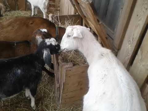 Видео: Как устроен желудок у коз?🐐