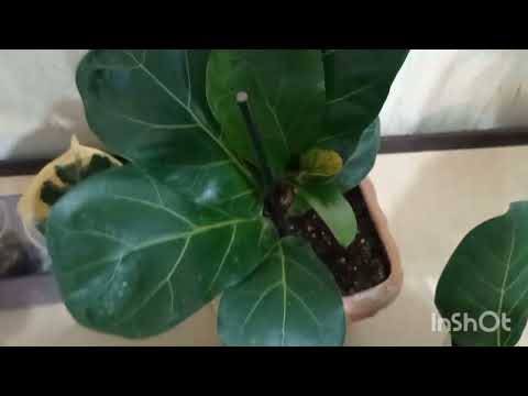 Видео: Фикусы. Результаты укоренения.