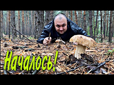 Видео: Белые грибы. Сентябрь.