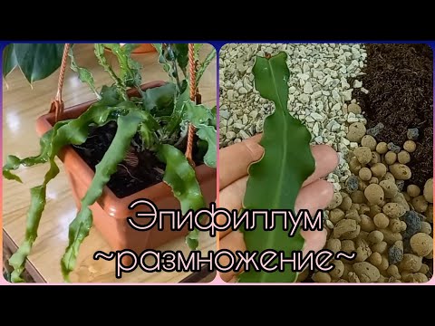 Видео: За 16 дней🌸От черенка до самостоятельного растения🍀ЭПИФИЛЛУМ Драконий фрукт🌸Размножение🌸Грунт🍀Дренаж