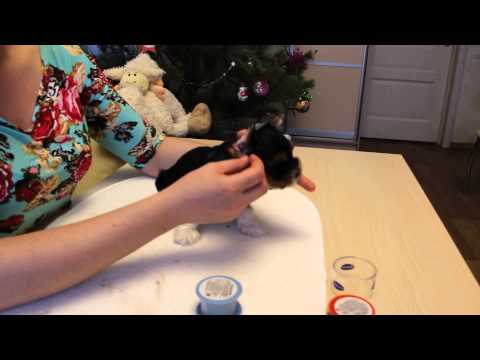 Видео: Как подклеить щенку ушки (часть 2) видео питомника Шоу Кураж