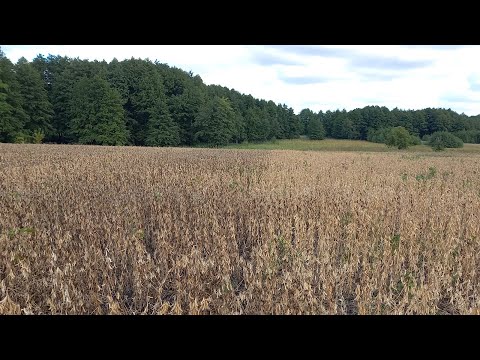 Видео: Соя: краще по рихленню чи по оранці, яка Ваша думка?