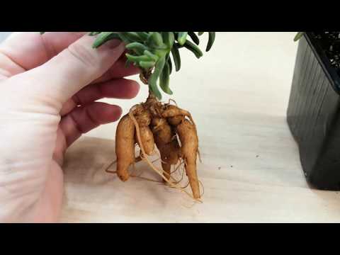 Видео: Суккулент, Местоклема посадка, содержание