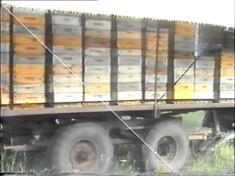 Видео: Первый наш фильм 1999г Альпийский улей