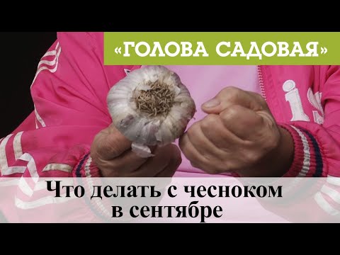 Видео: Голова садовая - Что делать с чесноком в сентябре