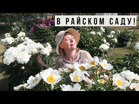 Видео: Самые красивые цветы - пионы! В пионовом саду в Кестерциемсе