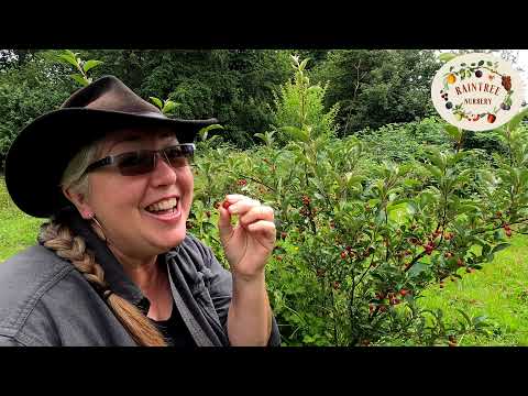 Видео: Руководство по выращиванию ягод гуми от питомника Raintree!