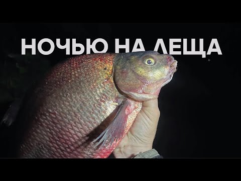Видео: РЫБАЛКА НОЧЬЮ НА ЛЕЩА! Думал КЛЕВА не будет, но ЛЕЩ клевал.