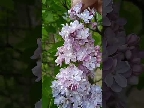 Видео: Будни Анны. Обзор моего огорода.