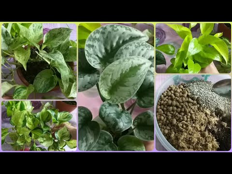 Видео: Сциндапсусы🌱Эпипремнумы🌷Обзор в июне🌱Уход🌱Грунт🌷Размножение🌱Марбл Квин🌷Марбл Эппл🌱Неон🌷Пиктус