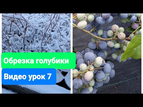 Видео: Обрезка голубики. Видеоурок 7. 4х летний Дюк