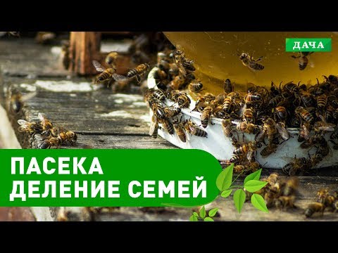 Видео: Пасечник №13 - Деление семей