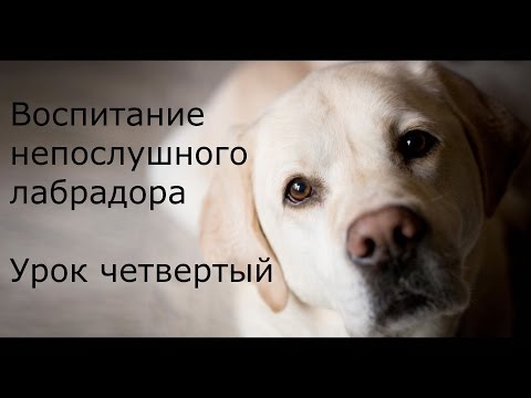 Видео: [Занятие 4] Спокойное отношение лабрадора к другим собакам