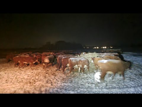 Видео: КОРМЛЕНИЕ СЕНОМ ВВОЛЮ - Основа успеха открытого Зимнего содержания Герефордов.