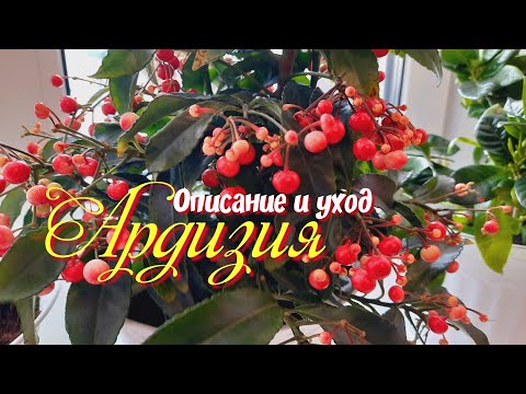 Видео: Ардизия.Описание и уход.Рождественская ягода.