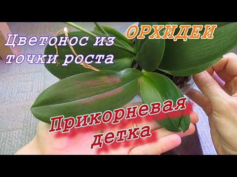 Видео: Орхидея. Цветонос из точки роста. Прикорневая детка Phal.Tying Shin Phoenix. Детки орхидей