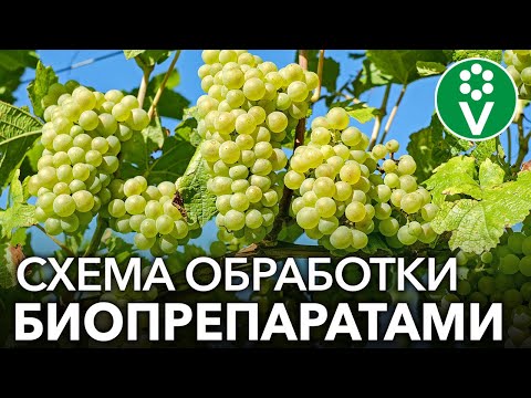 Видео: Как спасти виноград от мучнистой росы? СХЕМА ОБРАБОТКИ ВИНОГРАДА ОТ А ДО Я БИОПРЕПАРАТАМИ!