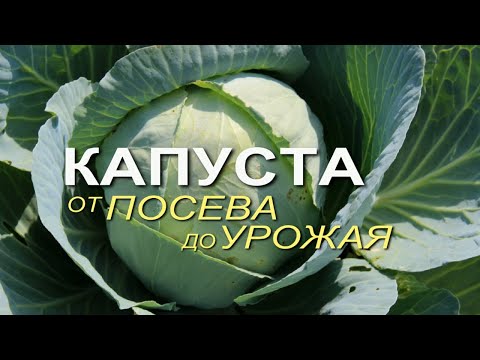 Видео: Основные этапы выращивания КАПУСТЫ от посева до урожая! Советы от ЗЕЛЕНОГО ОГОРОДА!