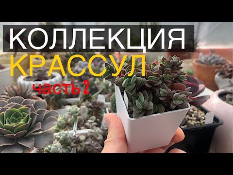 Видео: Крассулы. Моя коллекция суккулентов