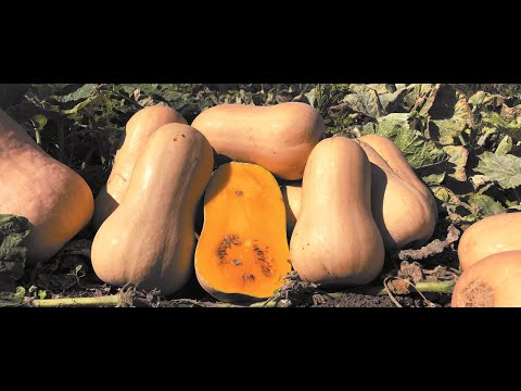 Видео: Тыква Jl 2002 F1