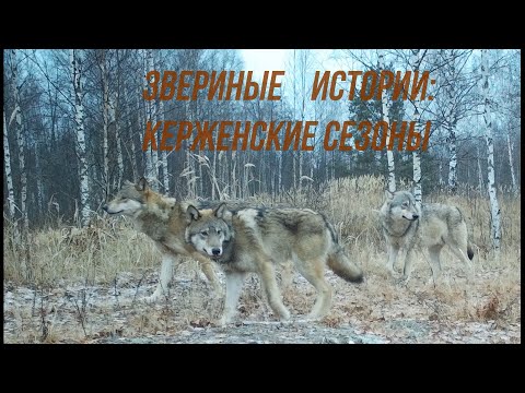 Видео: Звериные истории: Керженские сезоны