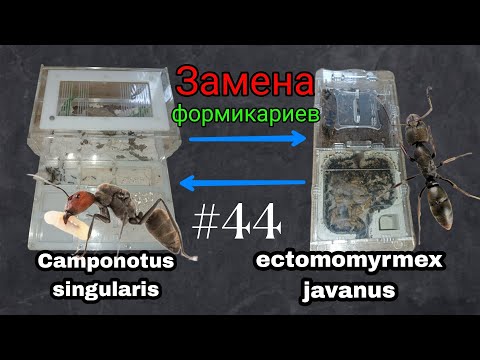 Видео: Переселение ectomomyrmex javanus в формикарий camponotus singularis и наоборот. AntGart