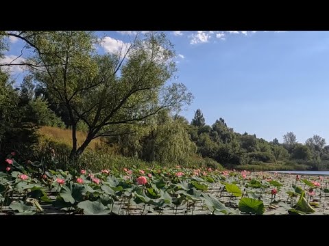 Видео: Лотосы под Воронежем. Богоявленский пруд. Семилукский район #лотосы