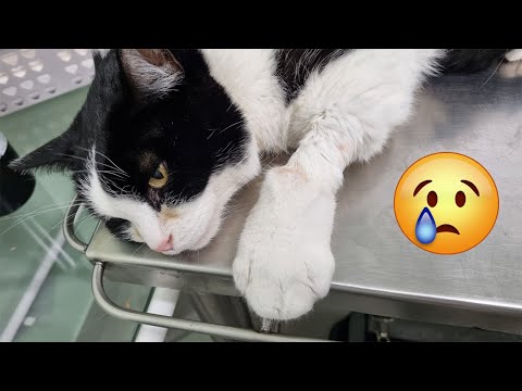 Видео: Пусик очень болен... самое грустное видео (РУС.субтитры)